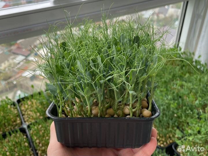 Микрозелень гороха