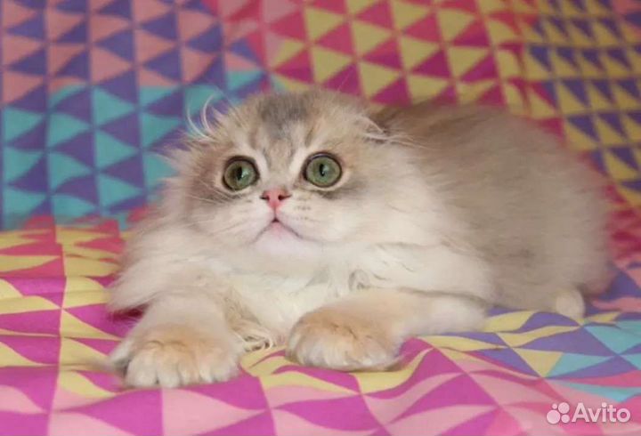 Шотландские котята