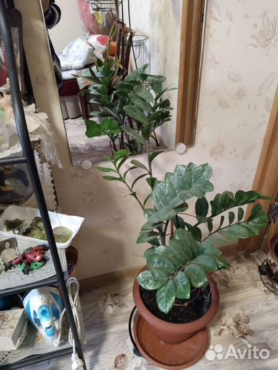 Замиокулькас