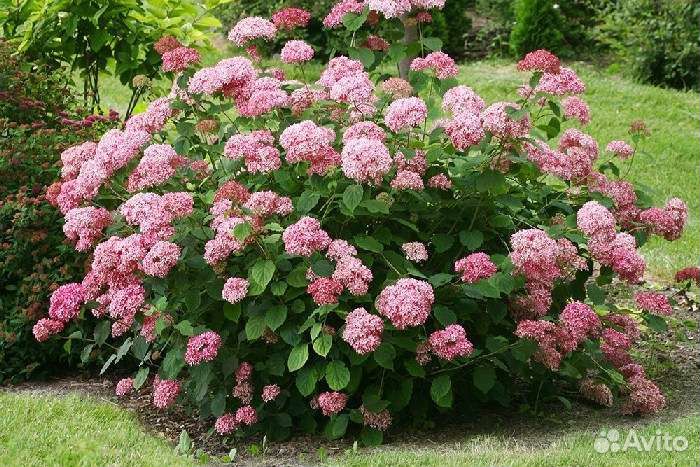 Руби Анабель