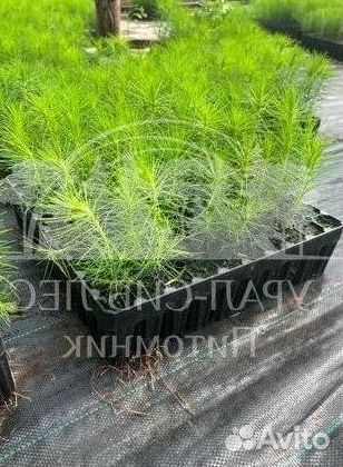 Сеянцы зкс Сосна Ель Лиственница окс Голуб Горн