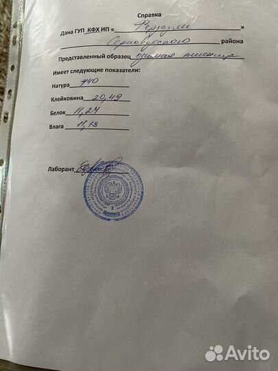 Зерно пшеница