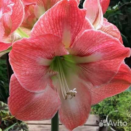 Гиппиаструм