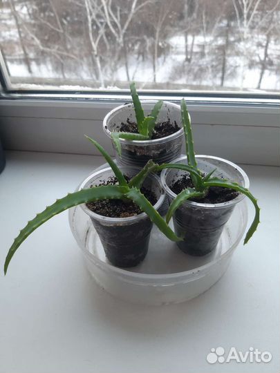 Алоэ Вера. Традесканция Зебрина