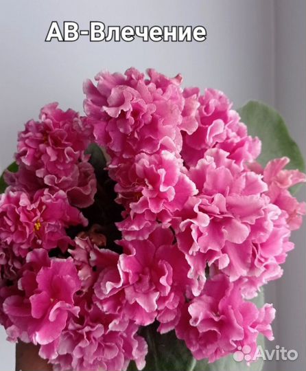 Фиалки сортовые