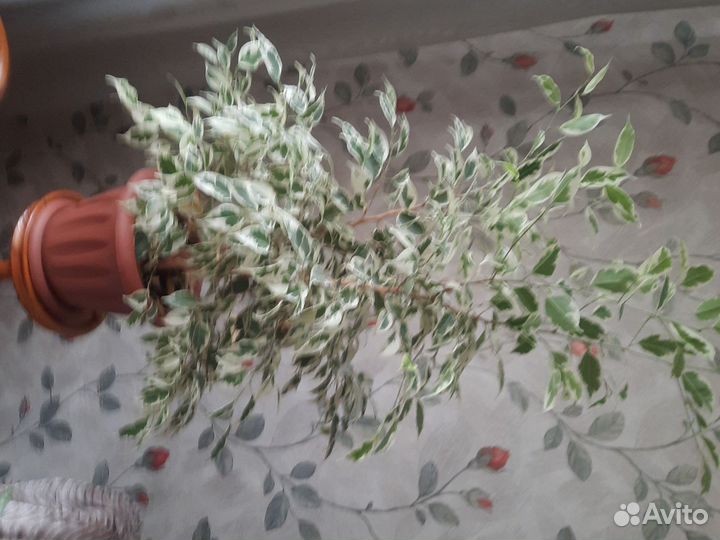 Фикус бенджамина