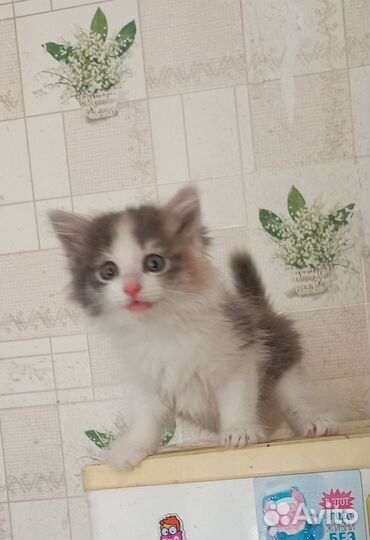 Трехцветная девочка 1 мес