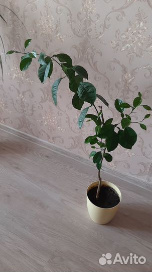 Продам цветы комнатные