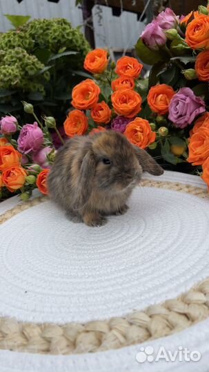 Кролики ручные