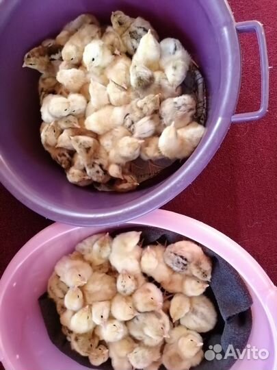 Ия, Цыплята ливенские.ия Фаверольи, петушок