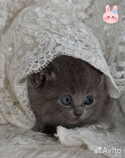 Шотландские котята