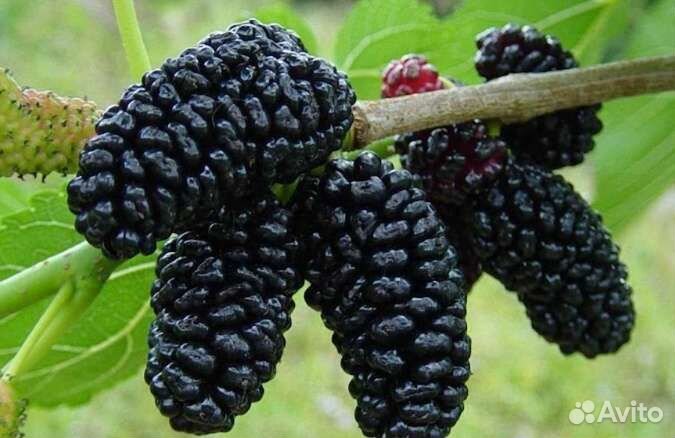 Саженцы шелковицы