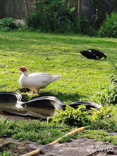 Куры гуси утки