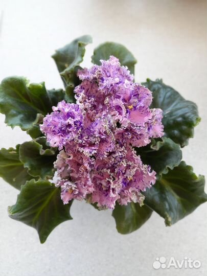 Сортовые фиалки цветущие