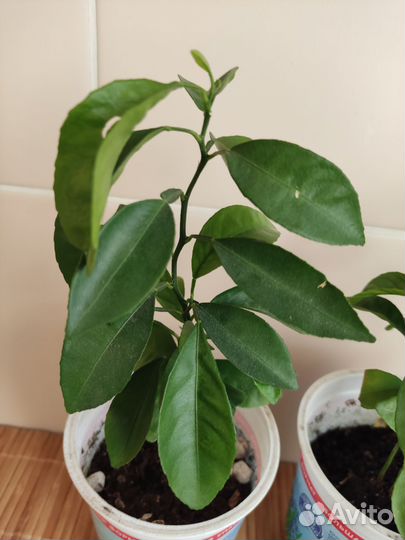 Комнатные растения мандарин из косточки