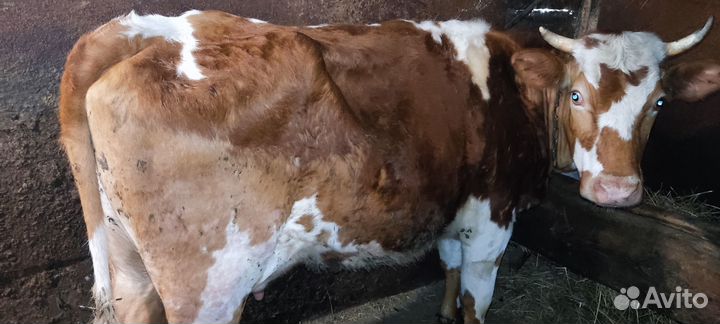 Корова дойная первотëлка