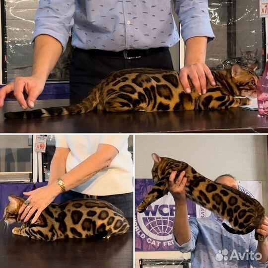Бенгальские котята высокопородные