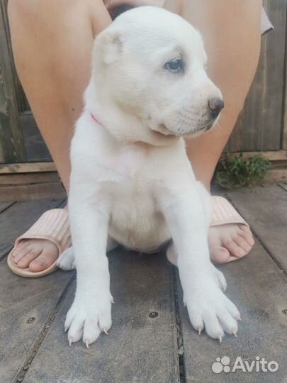 Щенки сао алабай