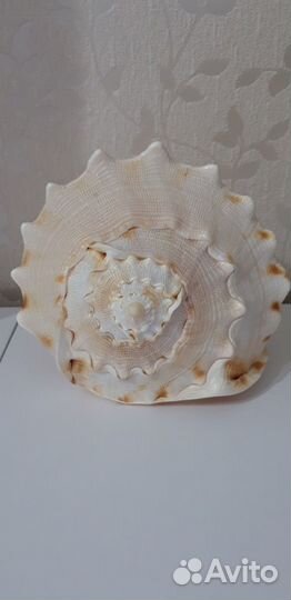 Морская ракушка