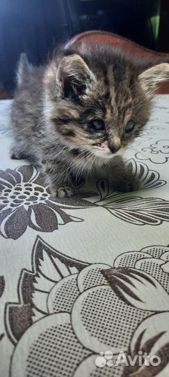 Кошка в дар