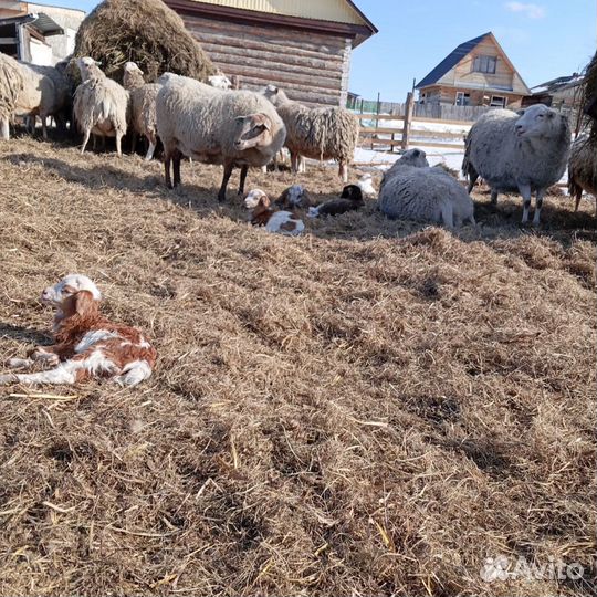Овцы + баран катумские