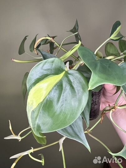 Филодендрон сканденс бразил