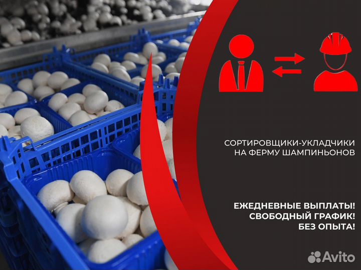 Укладчики На Ферму Шампиньонов З/П Ежедневно