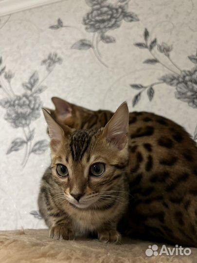 Бенгальский кот