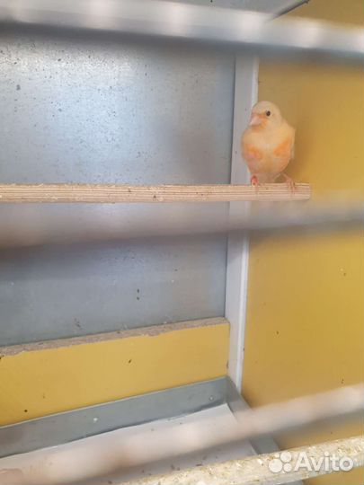 Кенар молоденький