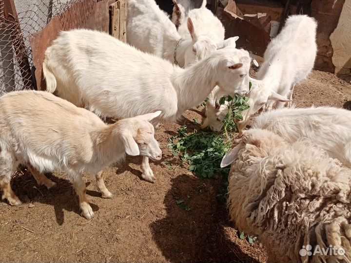 Продаются козы