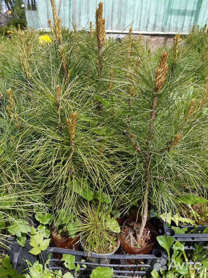 Кедр сибирский (сосна кедровая)