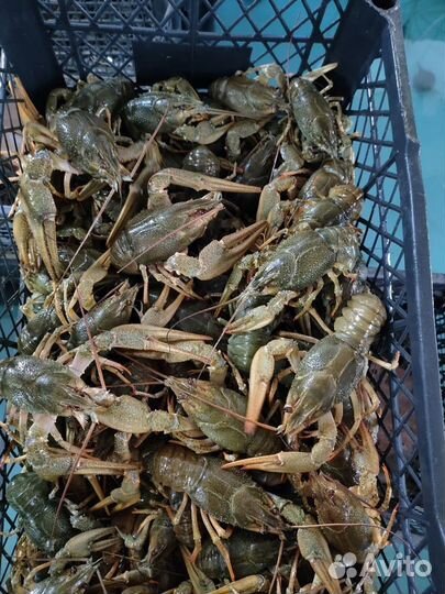 Раки живые оптом