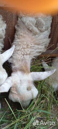 Бараны, овцы