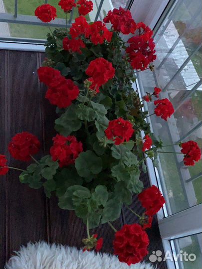 Пеларгония герань рассада