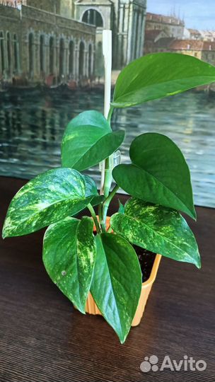 Эпипремнум. Сциндапсус. Филодендрон