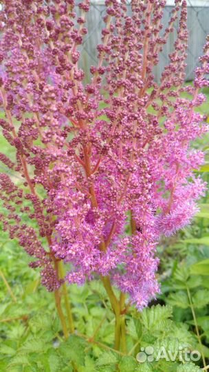Астильба Розовая