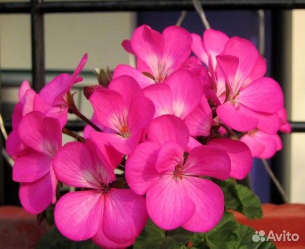 Пеларгония (герань)