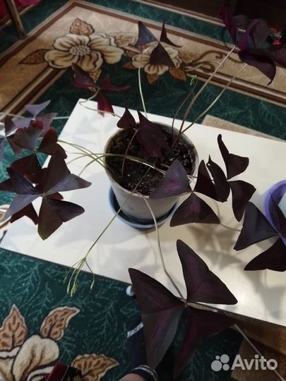 Кислица фиолетовая