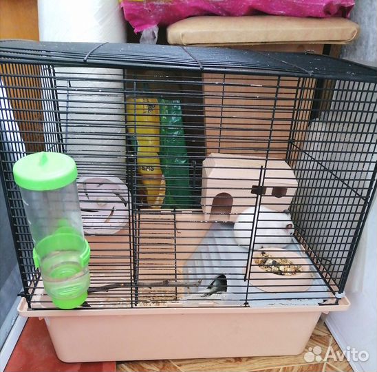 Сирийский хомяк бесплатно