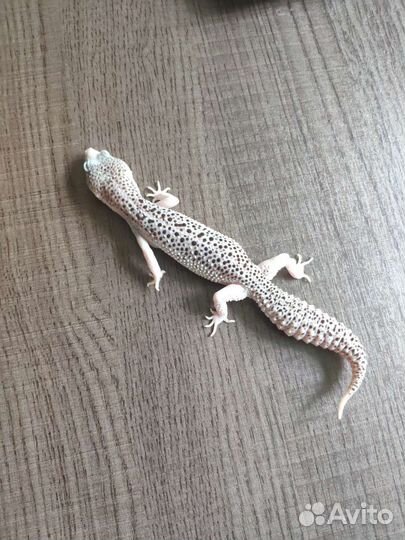 Пятнистый эублефар Super Black Hole