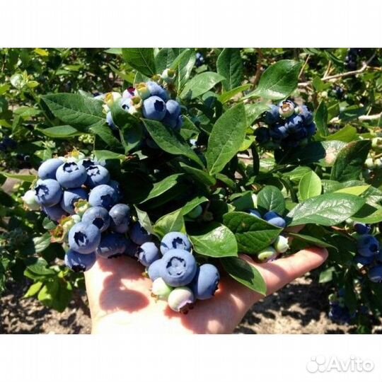 Саженцы голубики сорта 