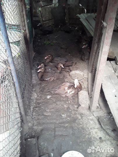 Продаю селезни индоутки