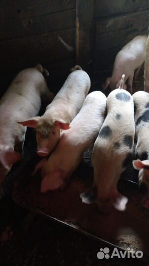 Поросенок ландрас