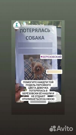 Той-пудель девочка