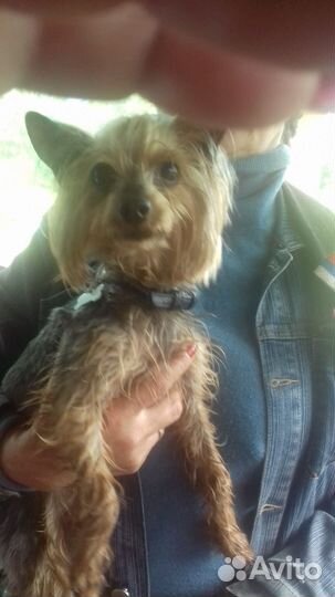 Йоркширский терьер щенки