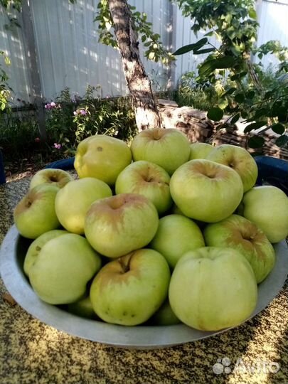 Яблоки. 250 ведро