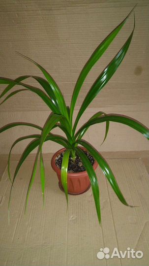 Пальма Панданус