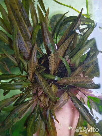 Аквариумные растения