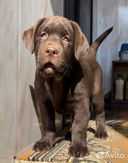 Щенки лабрадора