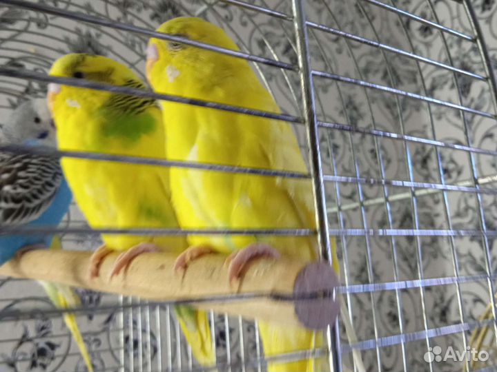 Волнистый попугай